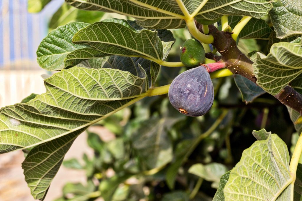 Fig tree