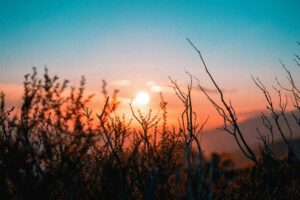 A pale blue sky and a pink-orange sunrise, seen through a close-up of scrubby plants in the hills of California.